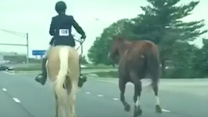 Una ragazza di 16 anni vede un cavallo spaventato correre verso l’autostrada ed entra immediatamente in azione