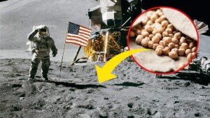 I primi legumi cresciuti su terreno lunare: un passo avanti verso l’agricoltura nello spazio
