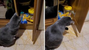 Giochi o appetito? L’incredibile reazione di un gatto di fronte agli spaghetti lascia perplessi (VIDEO)