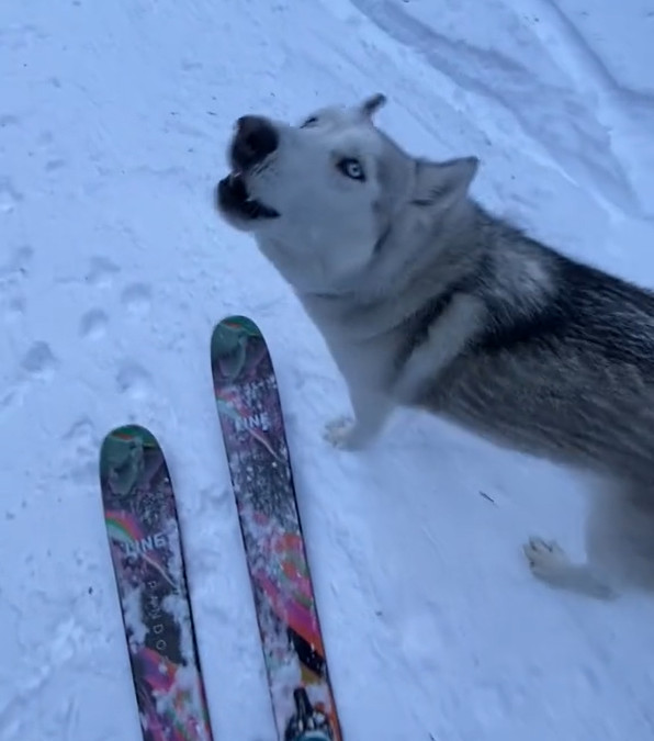 Un husky che si diverte nella neve