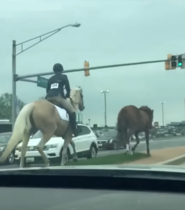 La giovane eroina che ha salvato un cavallo in fuga sull'autostrada