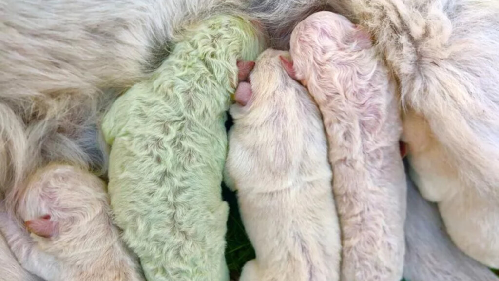 Golden Retriever partorisce un cucciolo dal colore raro