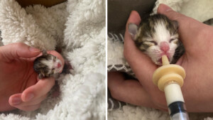 Chihiro, il gattino prematuro abbandonato, supera la lotta per la vita