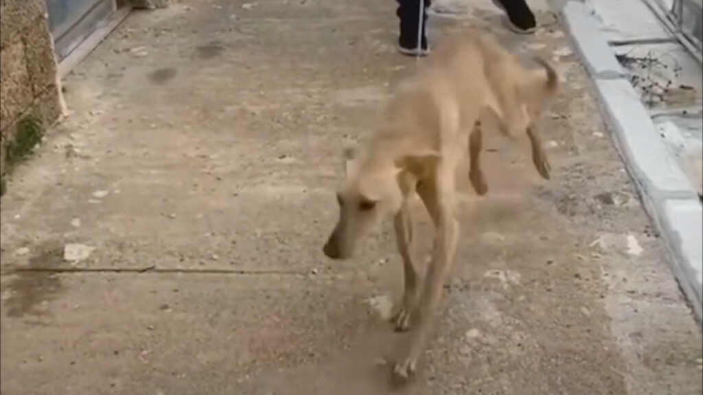 Takis Shelter salva un cane incatenato ad un muro