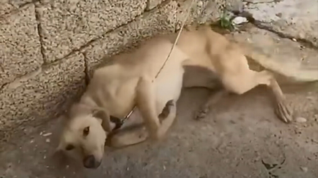 Uomo salva un cani abbandonato e legato ad un muro