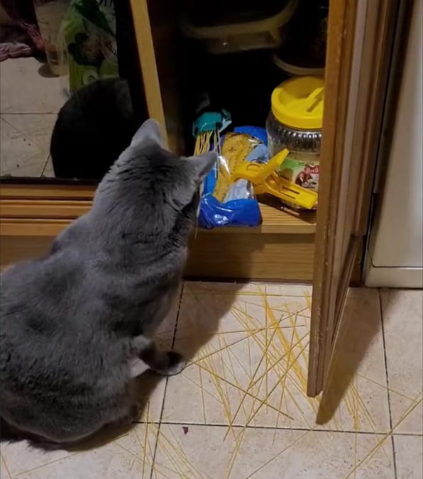 Il gatto che gioca a 'Shangai' con gli spaghetti