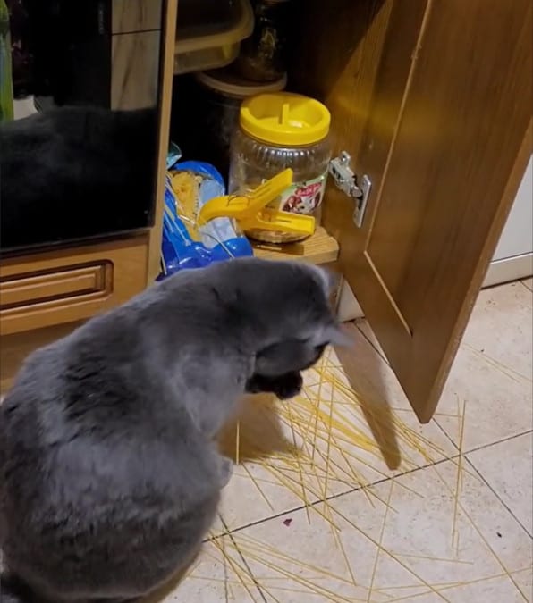 Il gatto che gioca a 'Shangai' con gli spaghetti