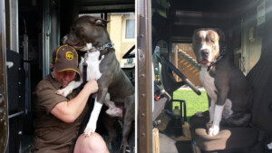 L’amorevole Pit Bull rimasto senza casa dopo la morte del proprietario viene adottato dall’autista UPS preferito