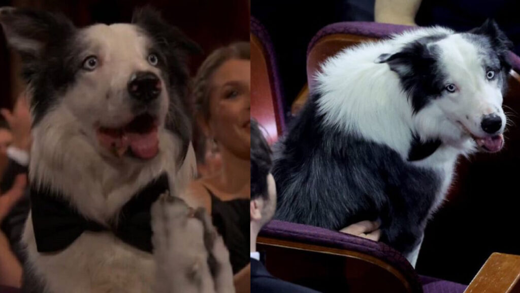 Messi il cane attore di “Anatomia di una caduta” ed ha conquistato il cuore di tutti alla notte degli Oscar