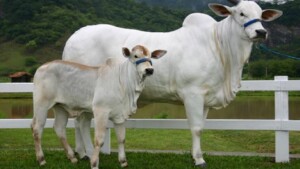 Una mucca in Brasile stabilisce un record mondiale: vale oltre 4 milioni di dollari