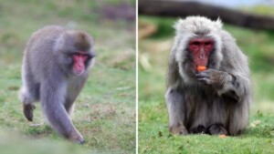 Scimmietta fuggitiva da una riserva naturale ritrovata in un giardino mentre una donna preparava dolci