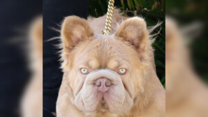 Rope Daddy è un particolare Bulldog Francese ed il cane più costoso al mondo: il suo prezzo è assurdo