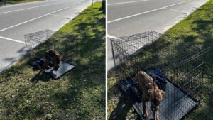 Il cane abbandonato aspetta in gabbia vicino alla strada nella speranza che qualcuno lo veda