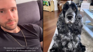 Andrea Zenga: il cane del nonno morto investito a causa  della negligenza di una pensione per animali