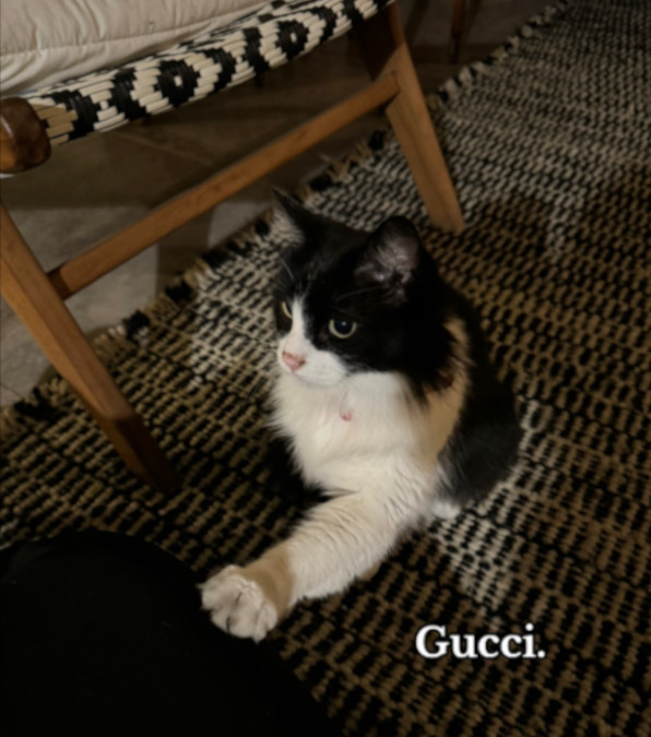 turista lascia una generosa mancia a un gatto di nome Gucci che abita nell'albergo