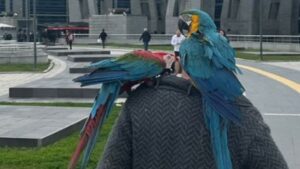 Due pappagalli rivelano un tradimento: portati in tribunale diventano testimoni nel processo