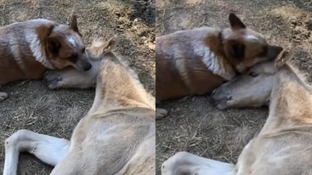 Un cane premuroso consola un puledro orfano di madre: il video è commovente