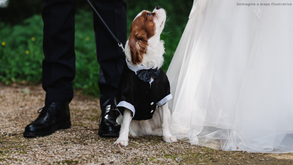 Un matrimonio pet-friendly ha suscitato discussione per l'esclusione dei bambini