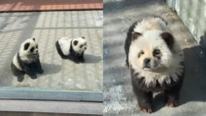 Cani Chow Chow Dipinti da Panda: Scandalo al Bioparco di Taizhou, in Cina
