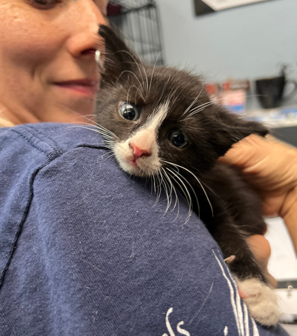 Toby, il gatto abbandonato salvato da un poliziotto