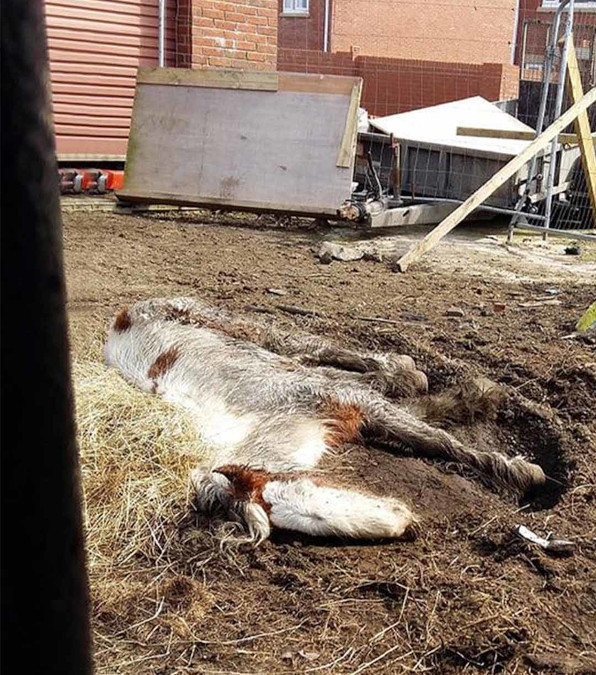 Heidi, il pony che sembrava morto ha una ripresa incredibile