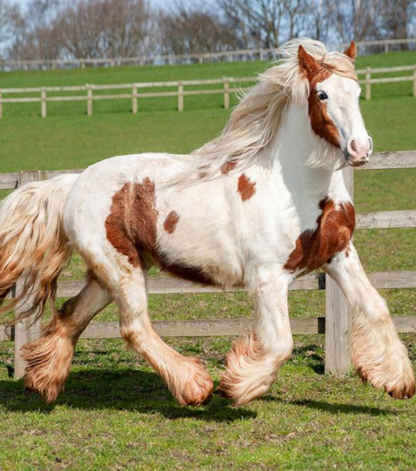 Heidi, il pony che sembrava morto ha una ripresa incredibile
