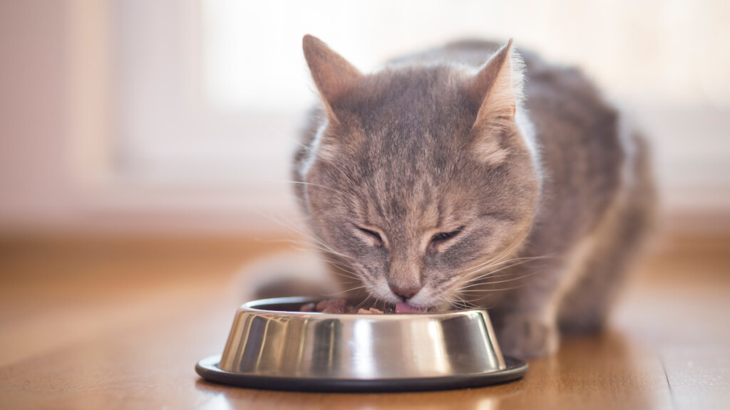 Ecco perché il Tonno è l'alimento preferito dei gatti