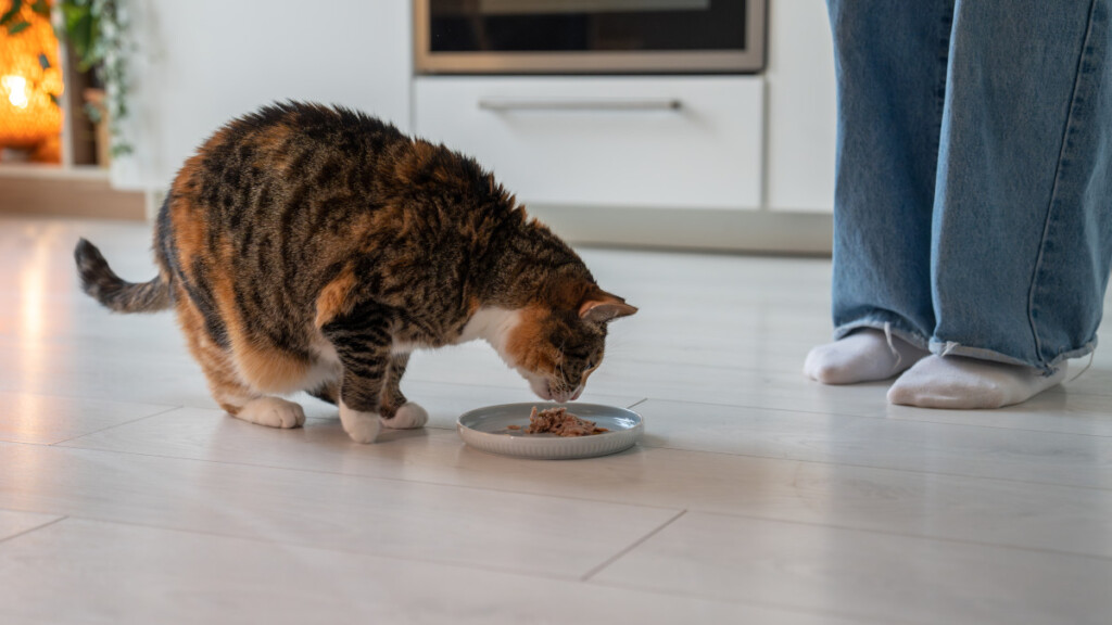 Ecco perché il Tonno è l'alimento preferito dei gatti