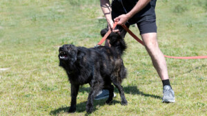 Perché i cani abbaiano ad alcune persone, mentre ad altre no?