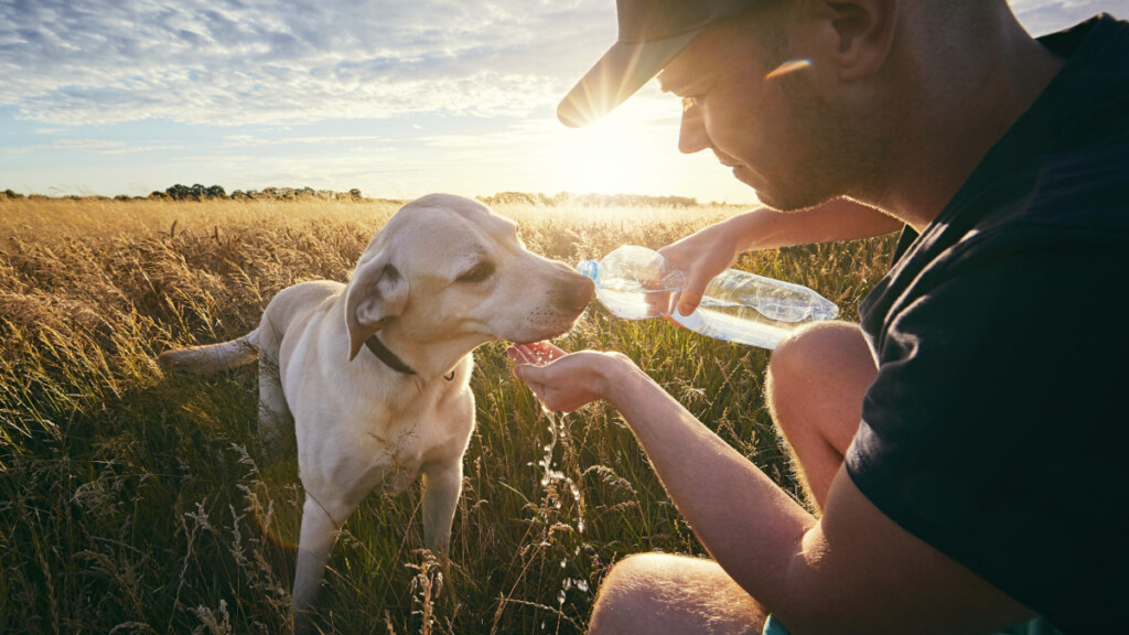 Come proteggere gli animali domestici dal caldo.