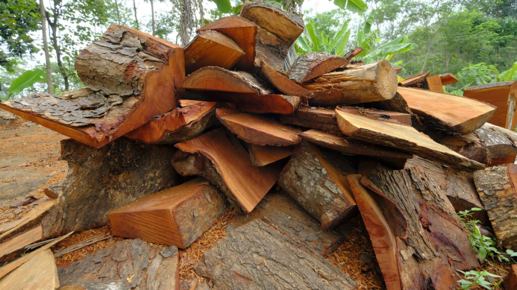 Meat From Wood: La rivoluzione della carne dai residui di legno