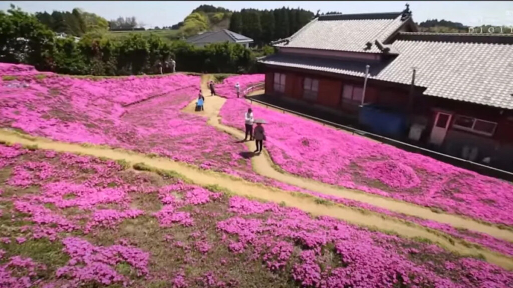 Il giardino dell'amore: La storia dei Signori Kuroki e della loro distesa di rose