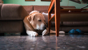 Ecco perché il tuo cane si lecca le zampe: 5 motivi che ti sorprenderanno